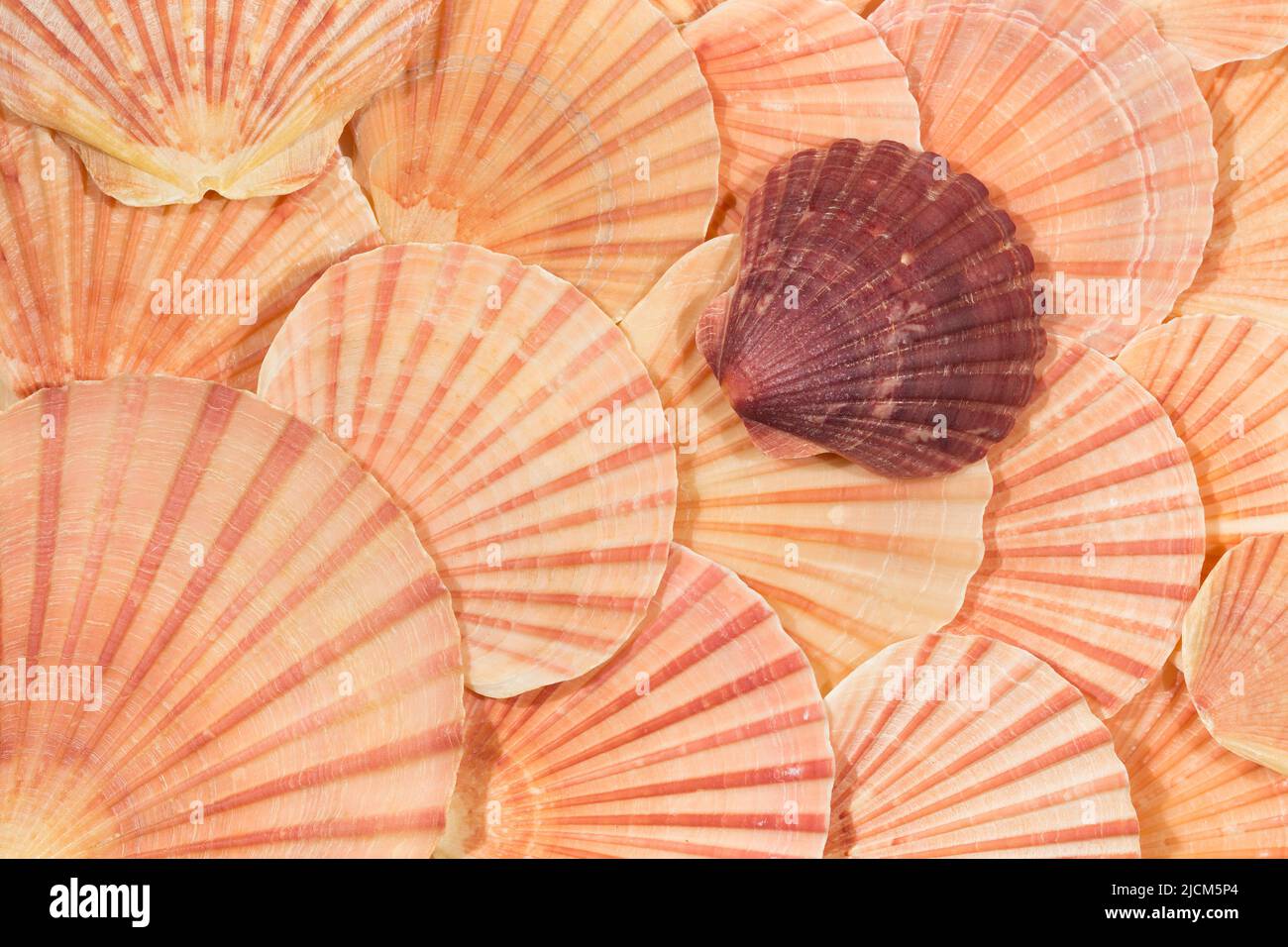 A still life pattern of scallop shells. These species came from beaches in New Zealand Stock Photo
