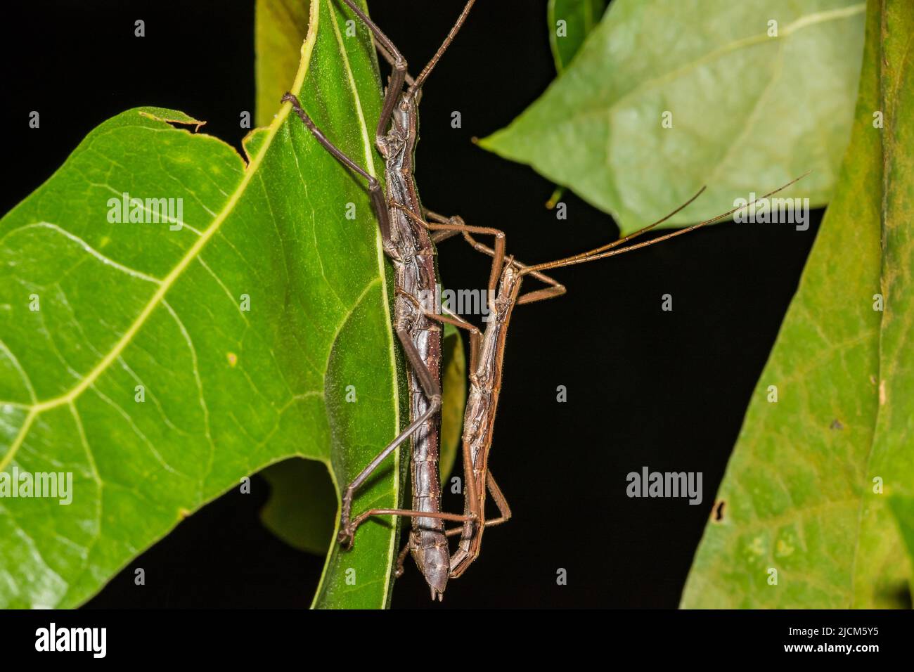 Southern Two-striped Walkingsticks - Anisomorpha buprestoides Stock Photo