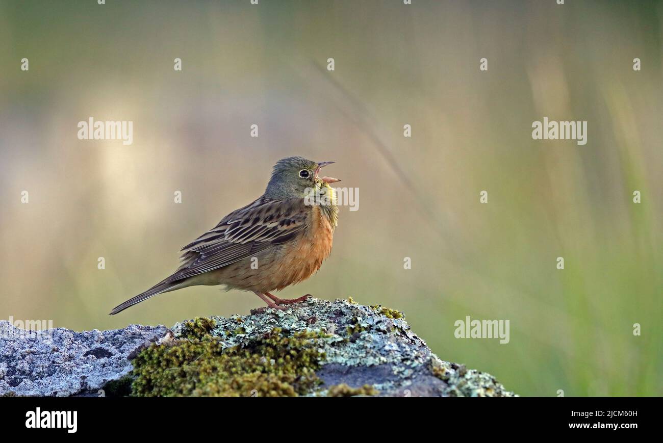 Ortolan bunting singing from rock, clean background Stock Photo