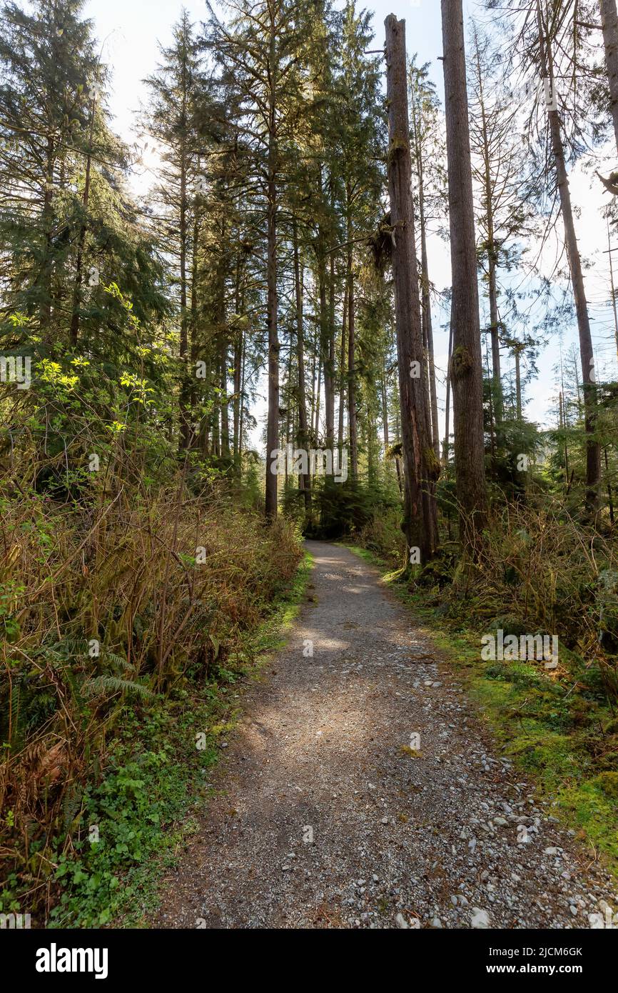 Hiking Trail in a vibrant forest with green trees Stock Photo - Alamy