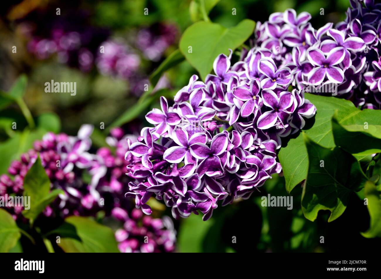Common purple lilac syringa vulgaris hires stock photography and