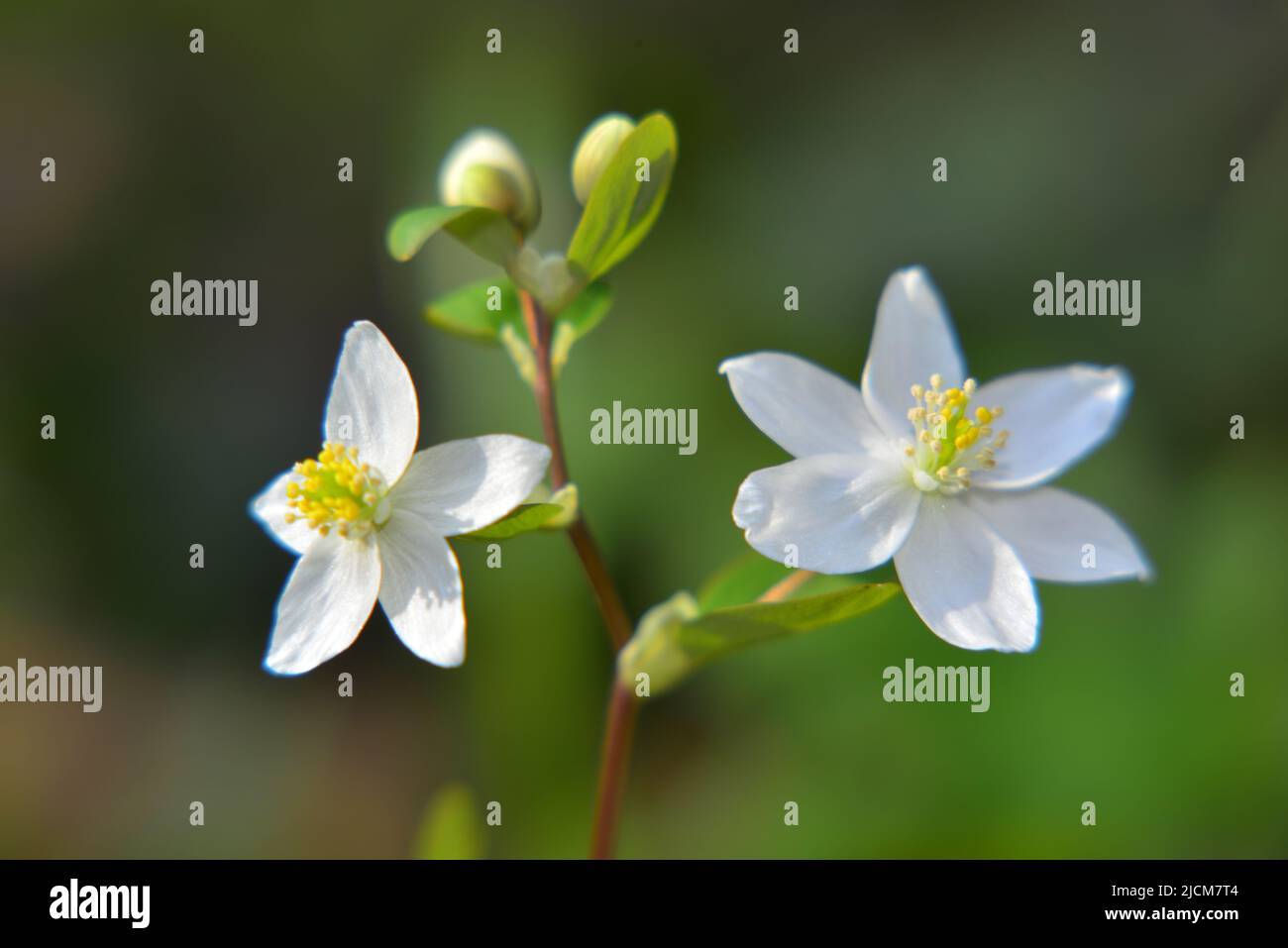 Springtime with flowering Isopyrum Thalictroides Stock Photo