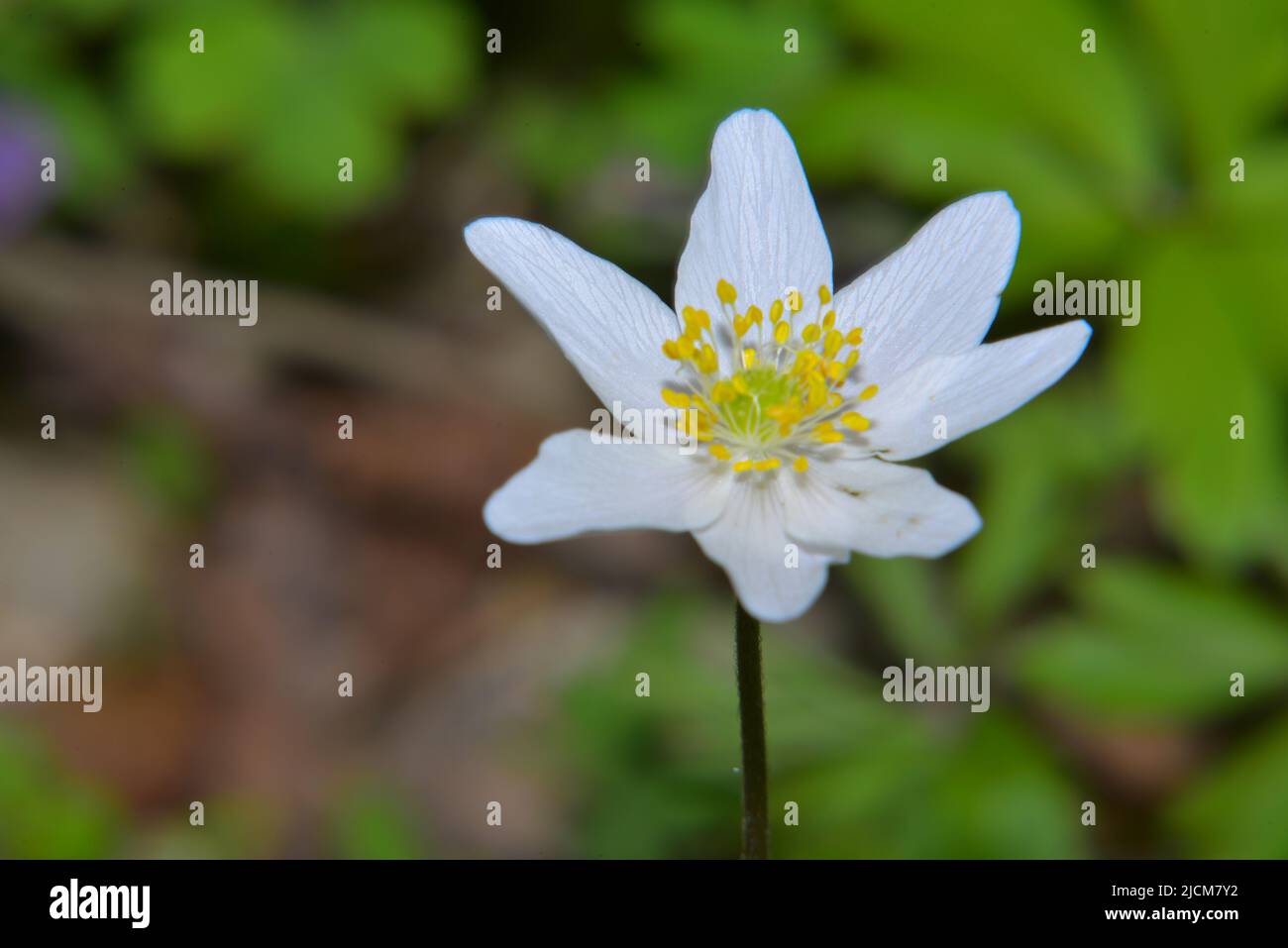 Anemonoides nemorosa flowering in early Spring Stock Photo - Alamy