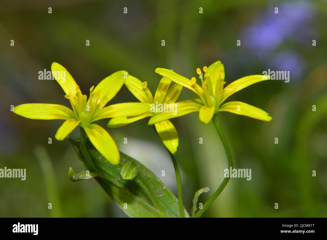 Gagea pratensis flowering in spring Stock Photo