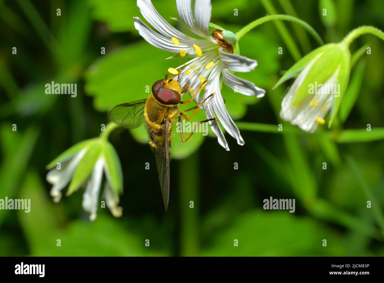 Spring insects hi-res stock photography and images - Alamy