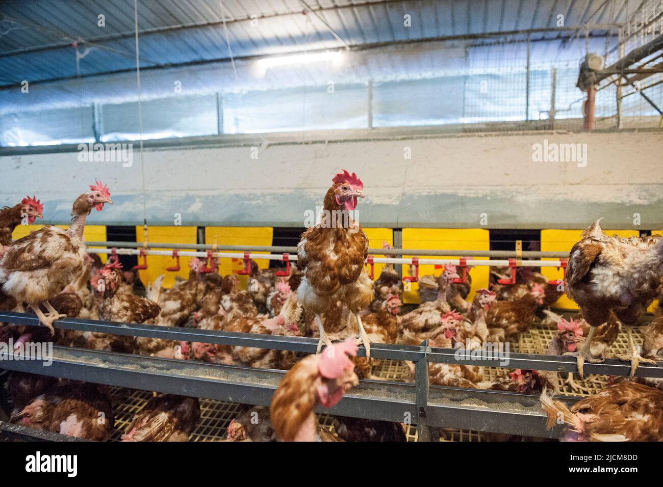 Italy, Arconate, breeding of hens for egg production Stock Photo Alamy