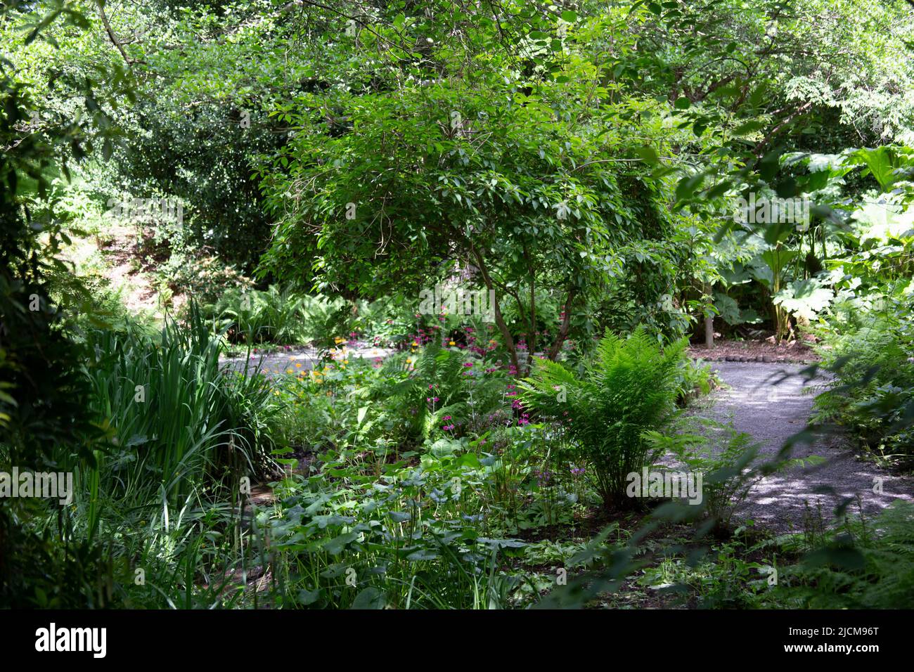 The woodland glade at Durham University Botanic Garden, England UK