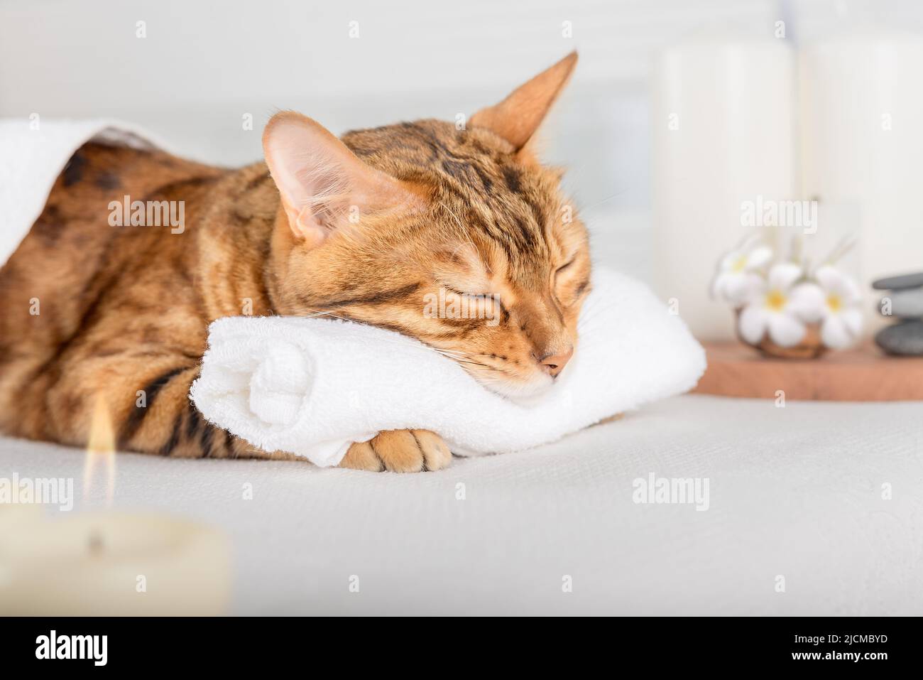 Bengal cat with body massage in spa. Domestic kitty resting on massage