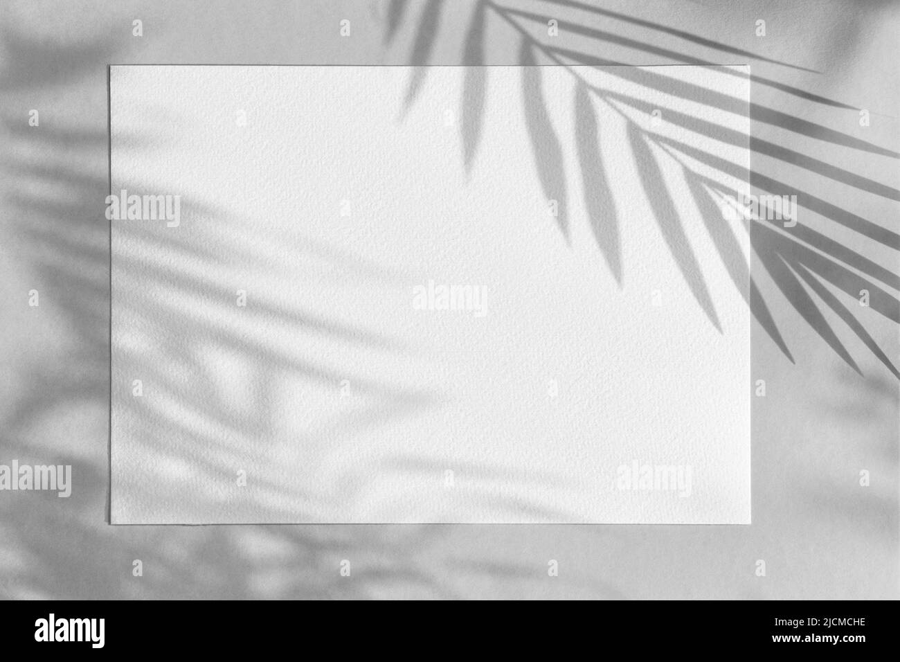 Blank paper mockup. Shadow of palm leaves on grey background. Floral flat lay template Stock Photo