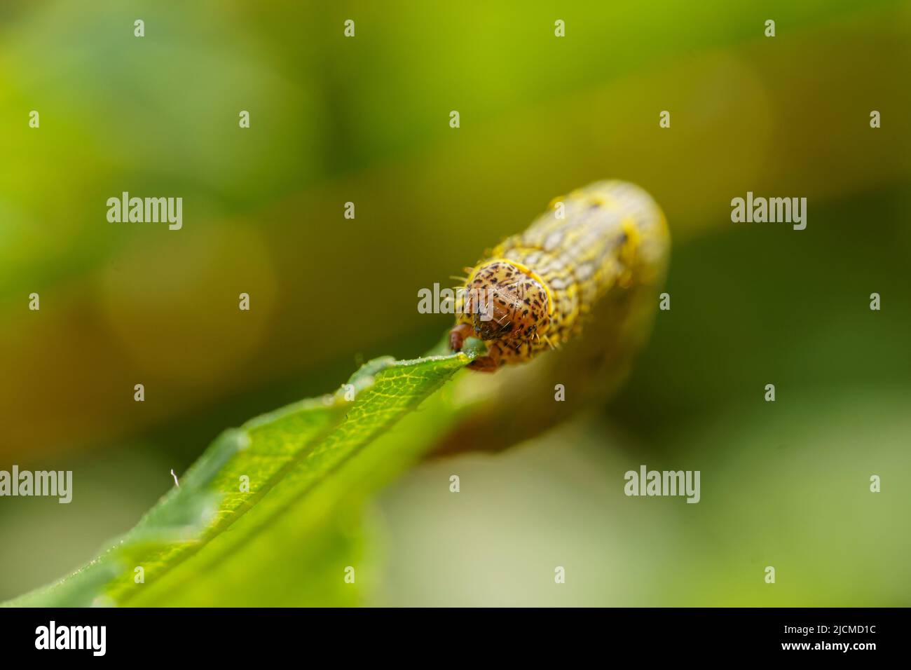 Fall Army Insect The fall armyworm is an insect that can cause significant damage to ...