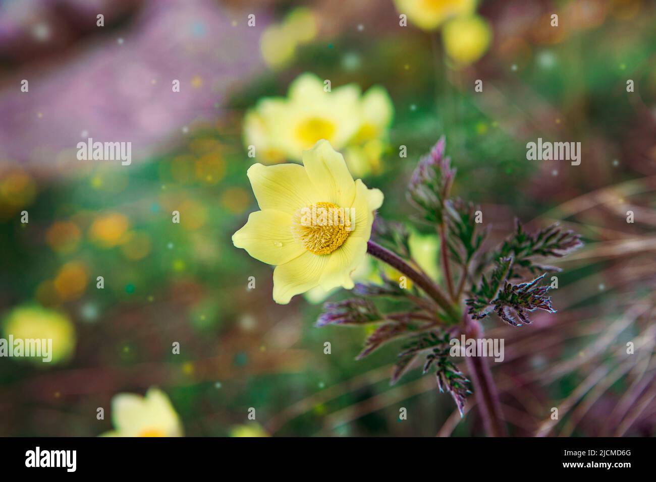 Vibrant colours of a meadow with magic yellow flower with neon light effect. Stock Photo