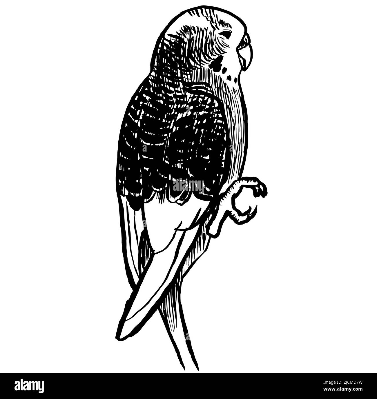 Black and white ink illustration of a a budgerigar parakeet. Stock Photo