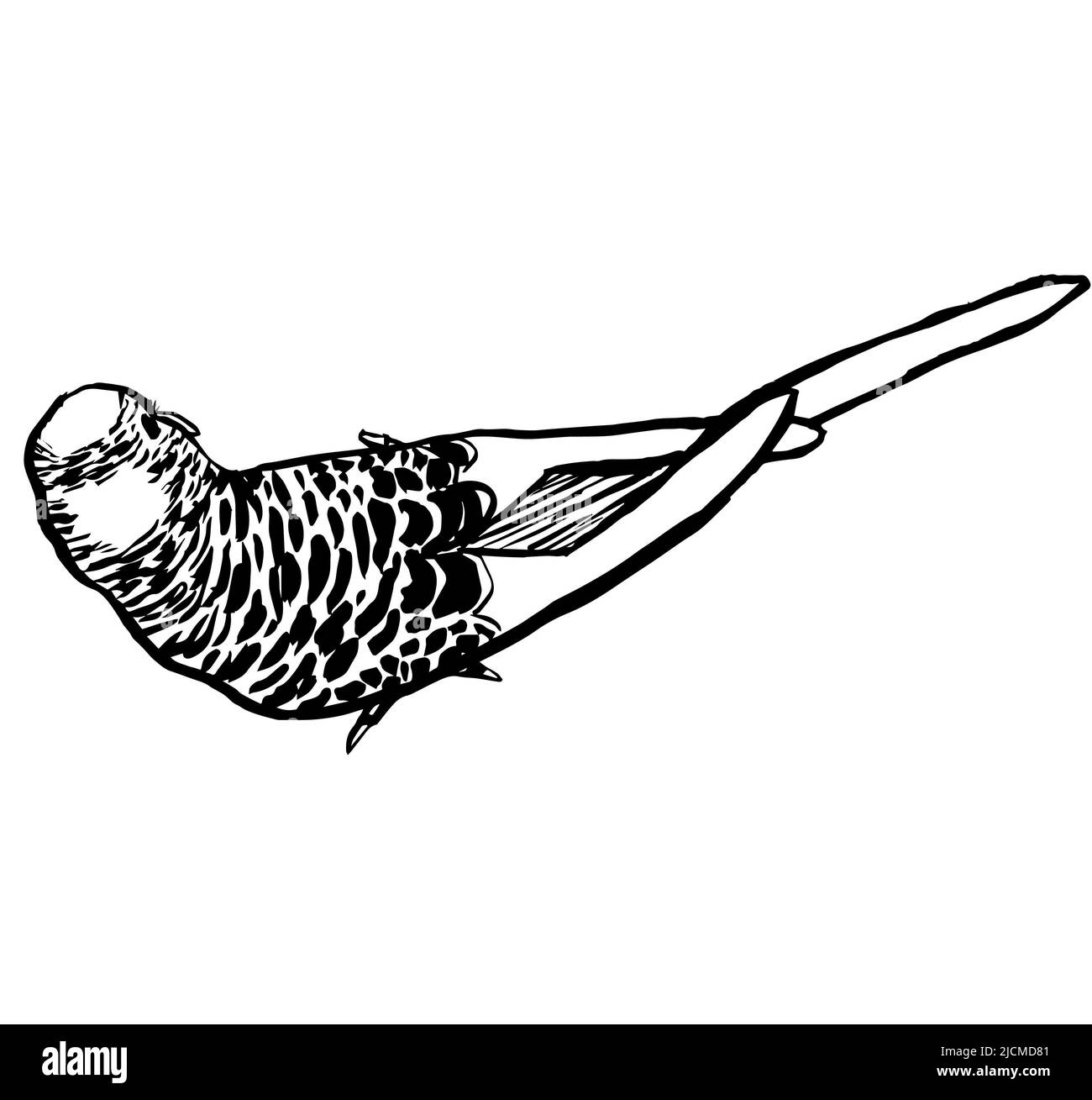 Black and white ink illustration of a a budgerigar parakeet. Stock Photo