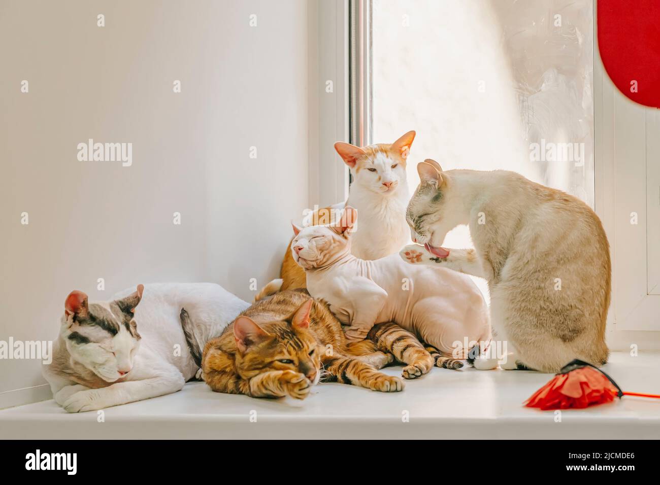 Different cat breeds hires stock photography and images Alamy