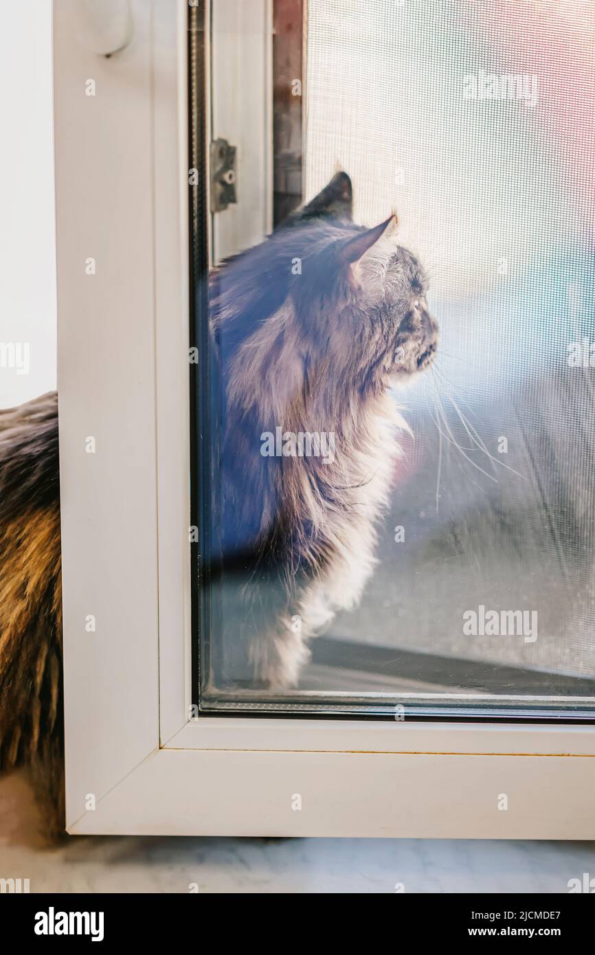 Fluffy cat sitting and dreaming by window Stock Photo - Alamy