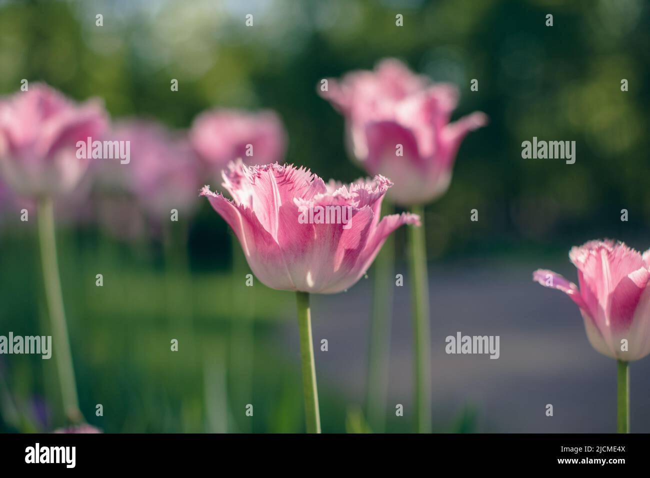 Close-up of pink tulips in a field of pink tulips Stock Photo - Alamy