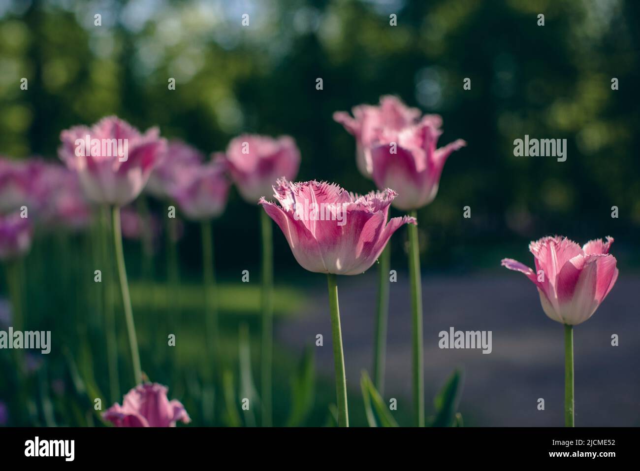 Close-up of pink tulips in a field of pink tulips Stock Photo - Alamy
