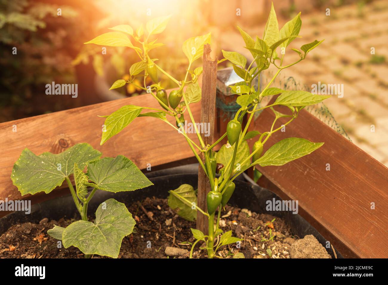 Chilli jalapeno plants hi-res stock photography and images - Alamy