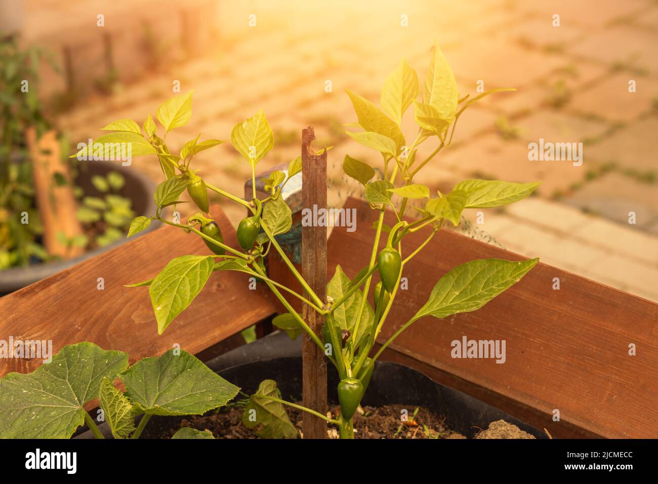 Production of chillies hi-res stock photography and images - Alamy