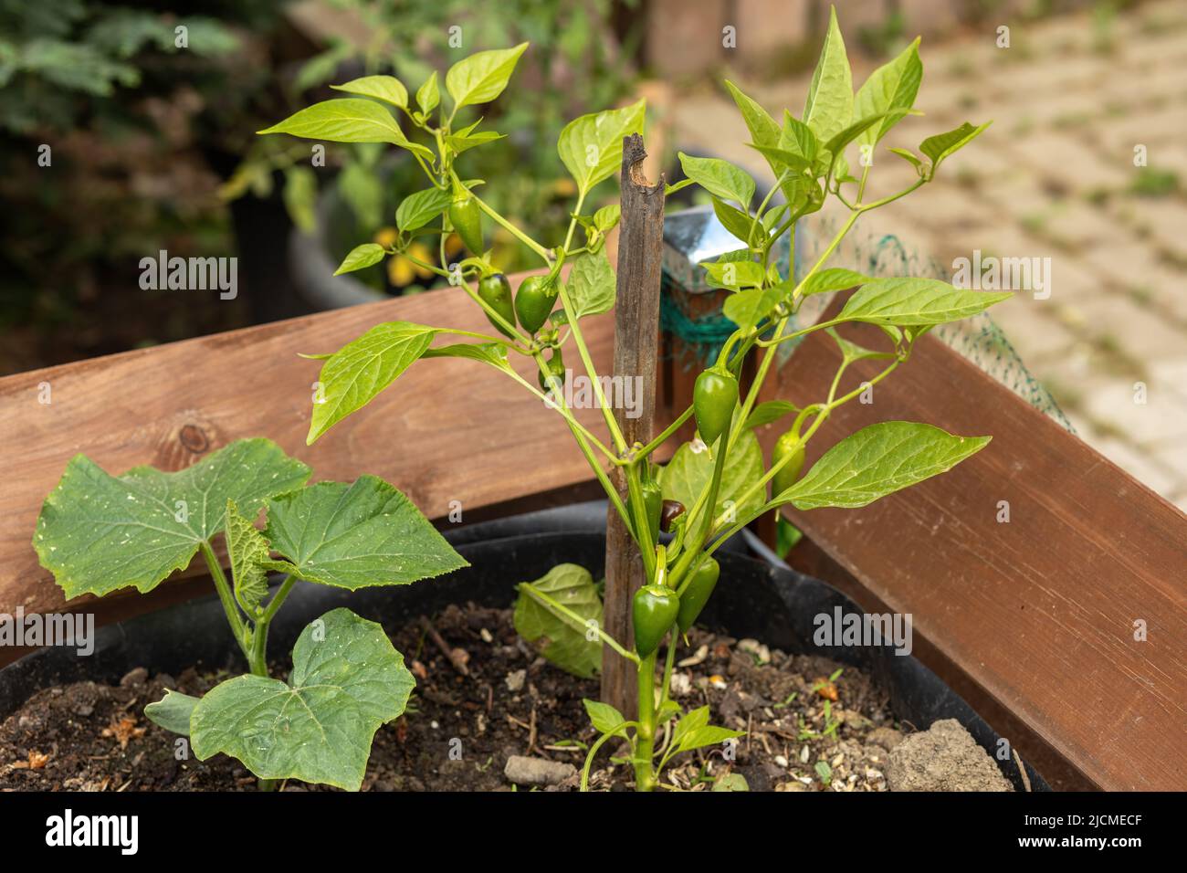 Production of chillies hi-res stock photography and images - Alamy