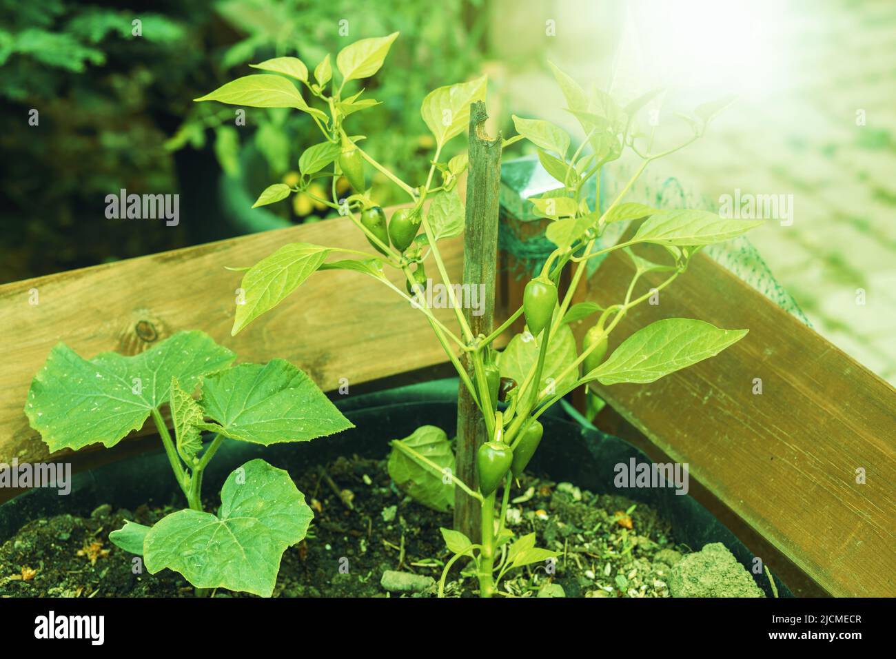 Chilli jalapeno plants hi-res stock photography and images - Alamy