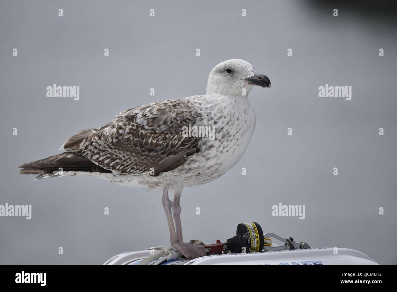 Close-Up Image of a Juvenile European Herring Gull (Larus argentatus) in Right-Profile Against a Plain Grey Background in Peel, Isle of Man in May, UK Stock Photo