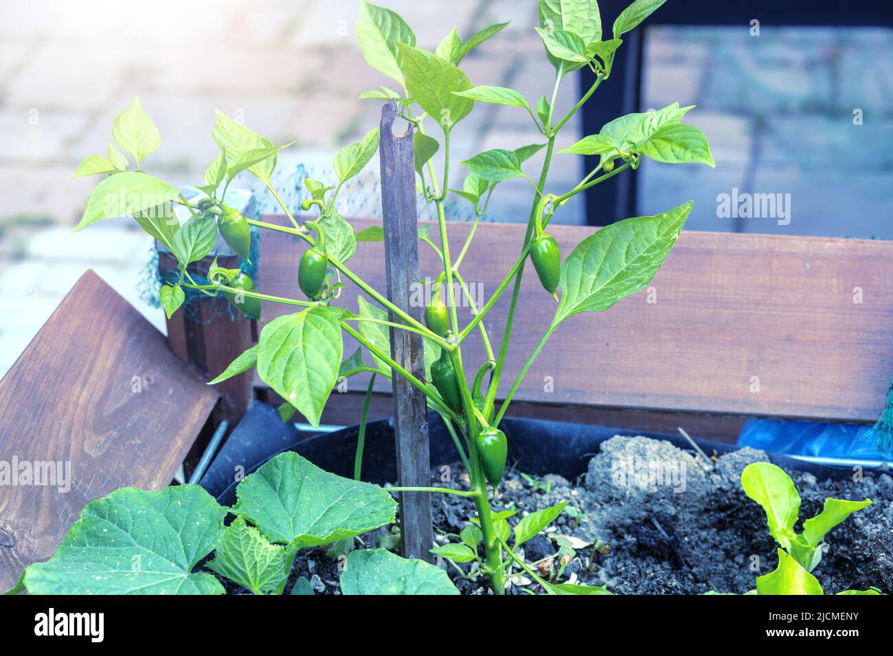 Production of chillies hi-res stock photography and images - Alamy