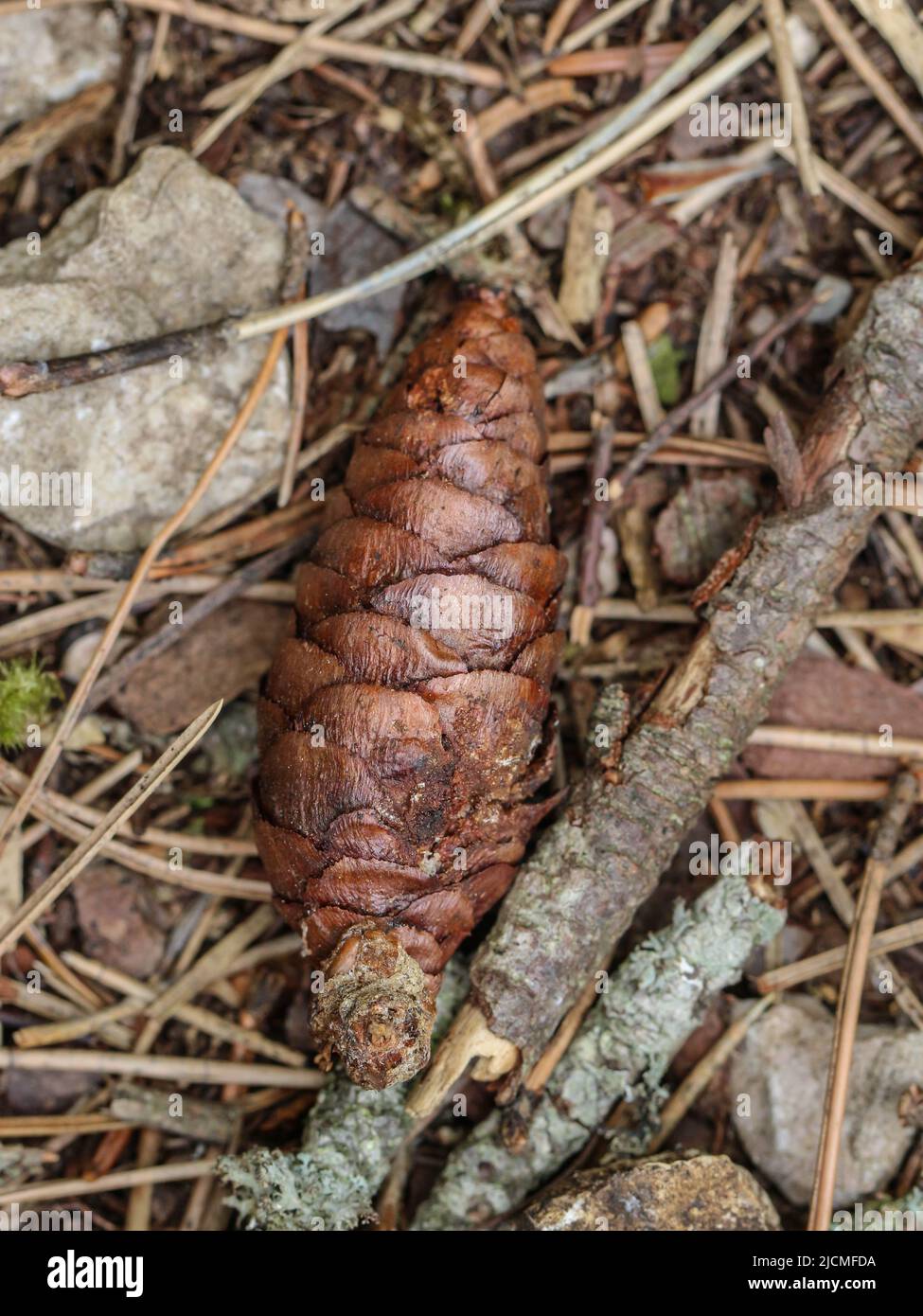 Brown closed cones of endemic and rare coniferous tree Picea omorika in ...