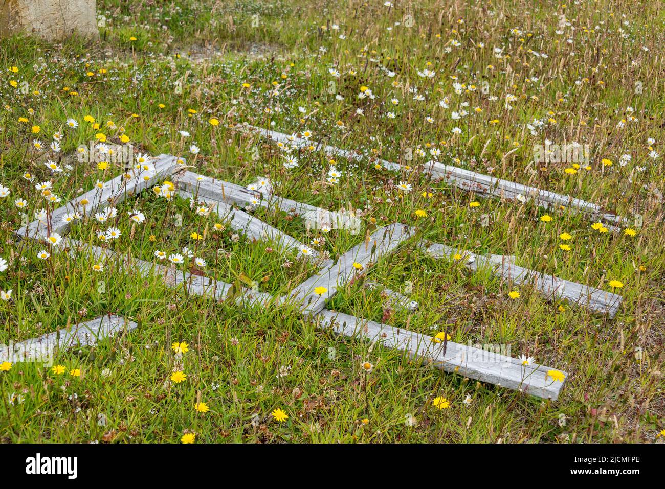 A meadow full of little yellow flowers with some wood boards from an old fence laying on the ground. Patagonia, Argentina. Stock Photo