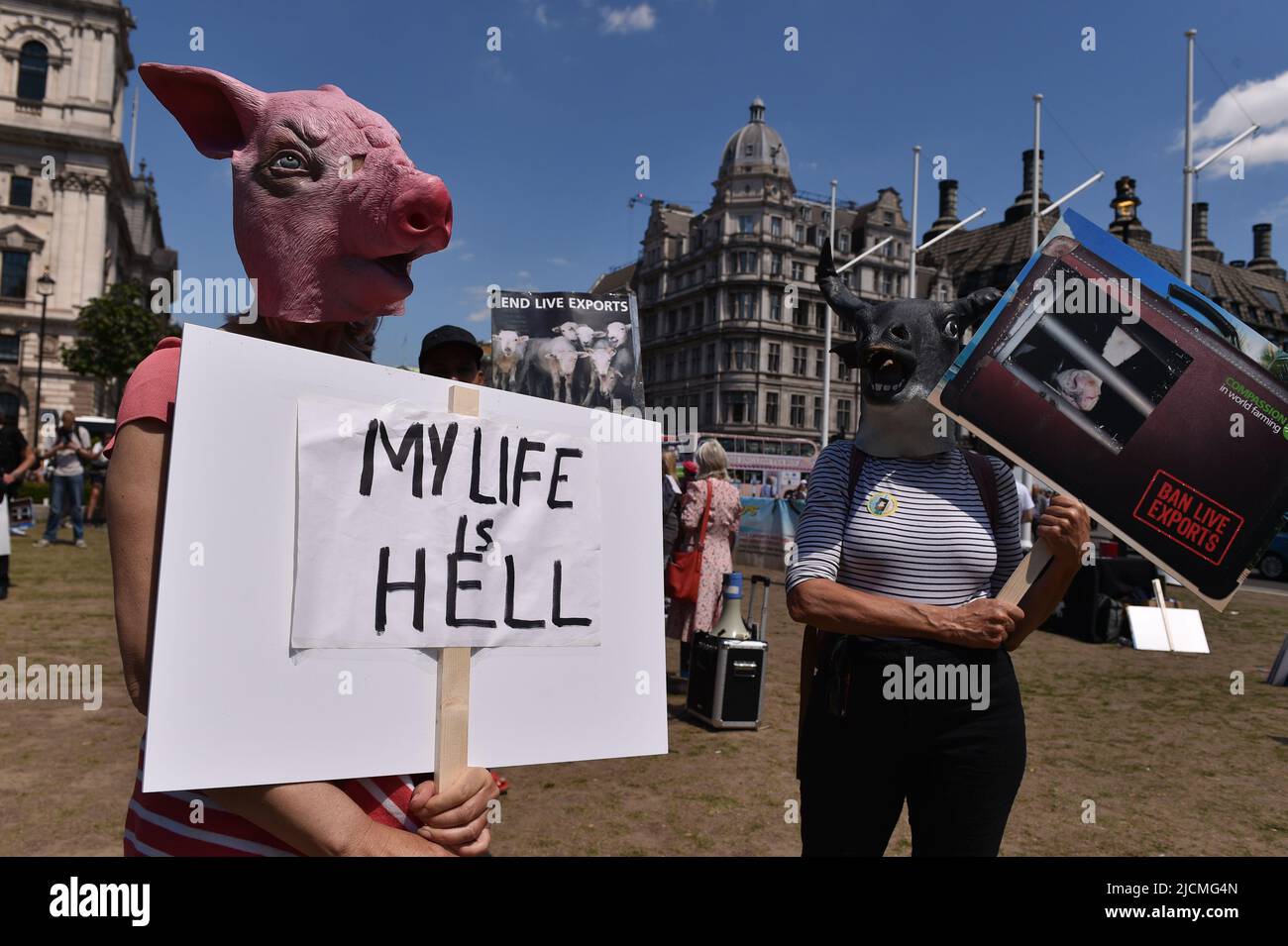 London, England, UK. 14th June, 2022. Protester wearing pig mask holds a placard which reads My Life Is Hell. Activists staged a protest in Parliament Square to call on the UK Government to end live animal exports. (Credit Image: © Thomas Krych/ZUMA Press Wire) Stock Photo