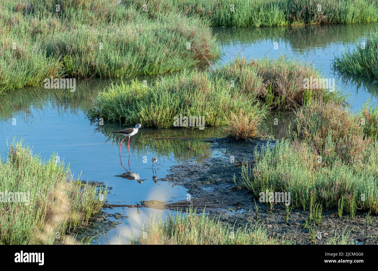 Black and white long legged shorebird hi res stock photography and Black and white long legged shorebird hi res stock photography and