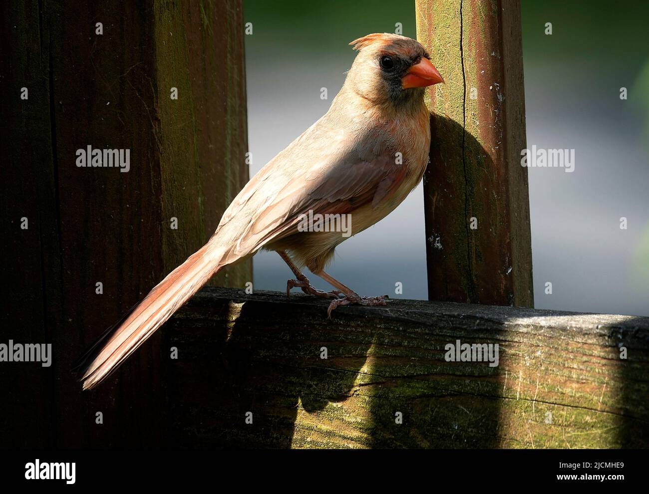 Female Northern Camera on the deck railing Stock Photo - Alamy