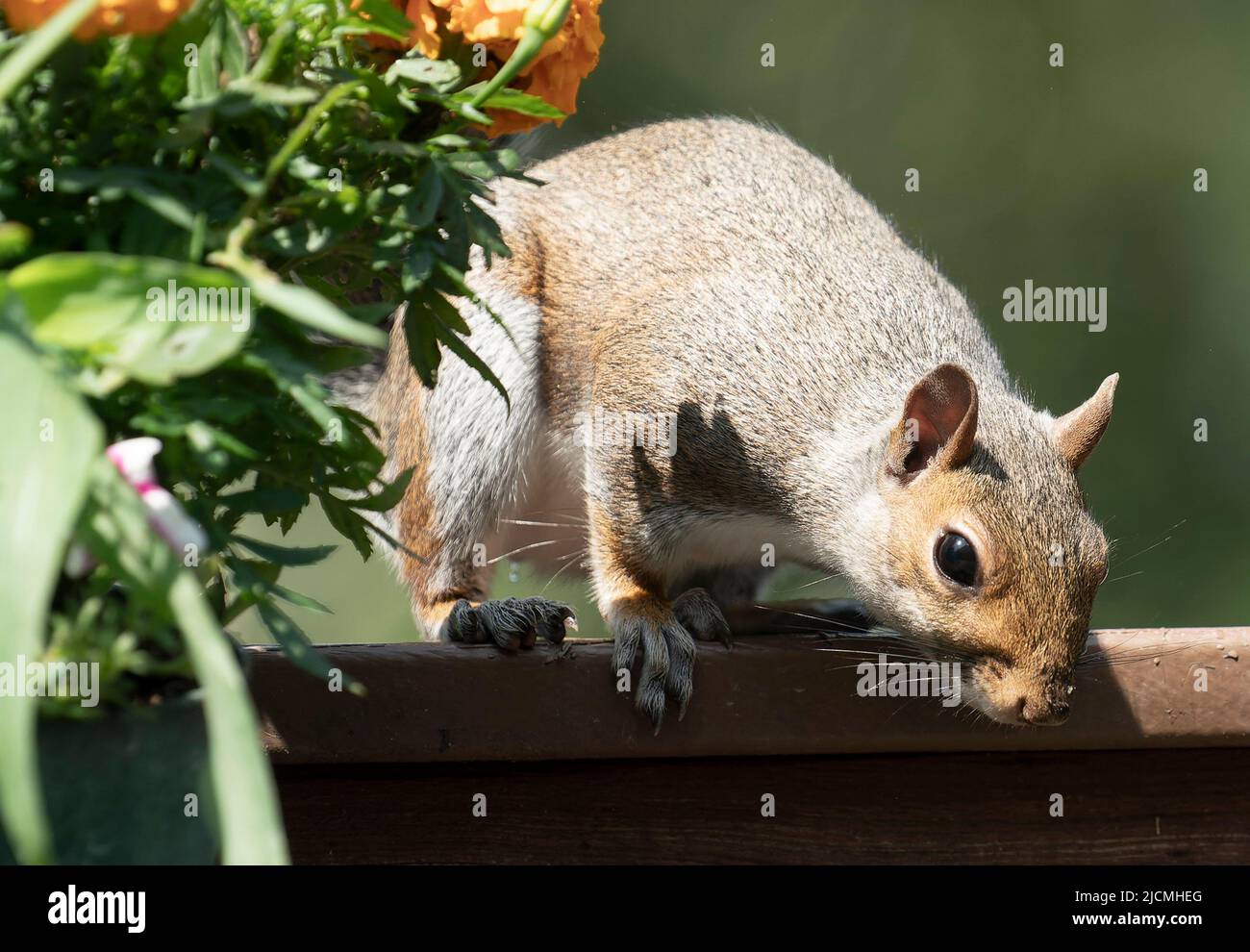 A Squirrel behind Marigold flowers Stock Photo Alamy