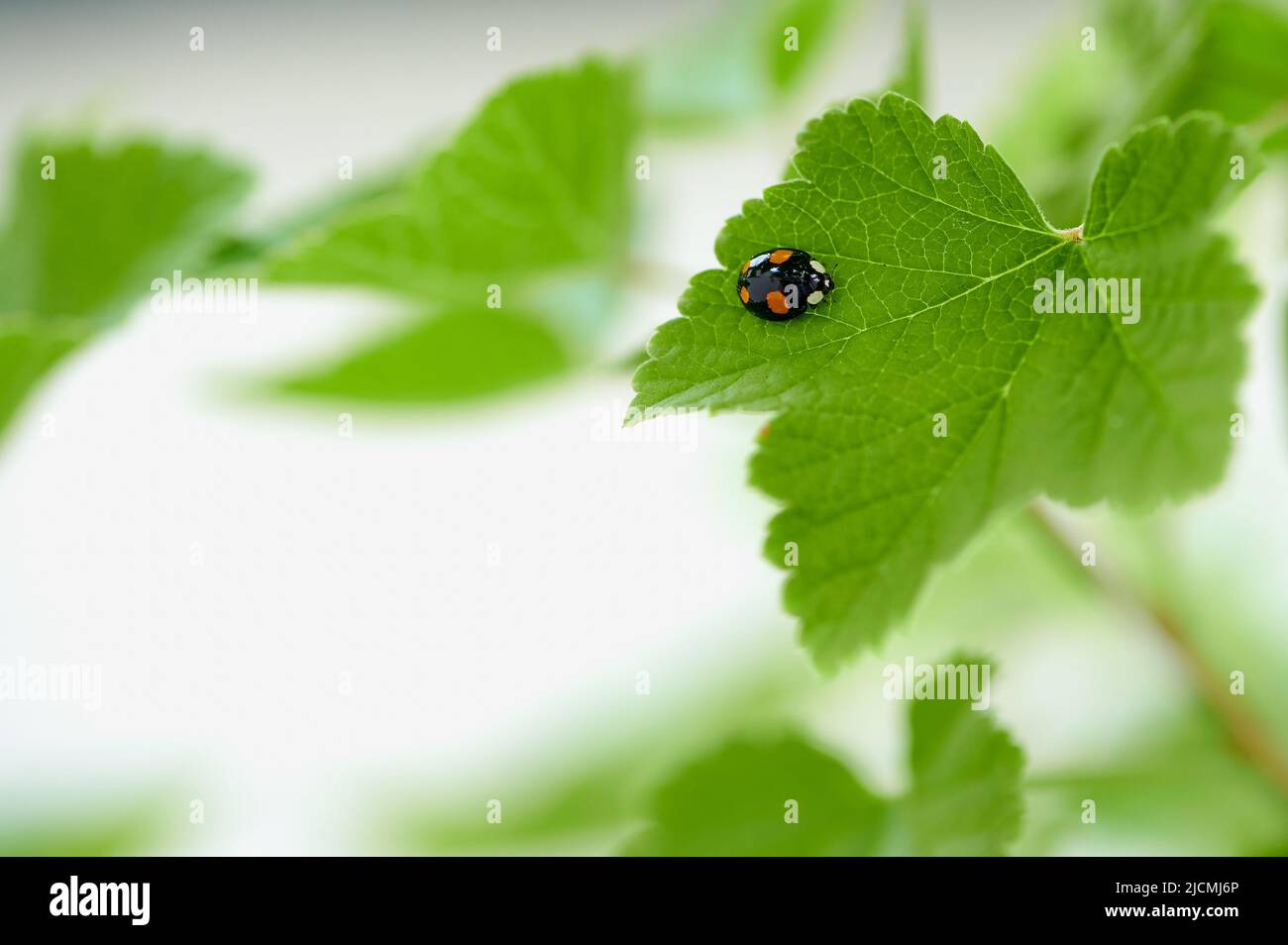 two-spotted black ladybug Stock Photo
