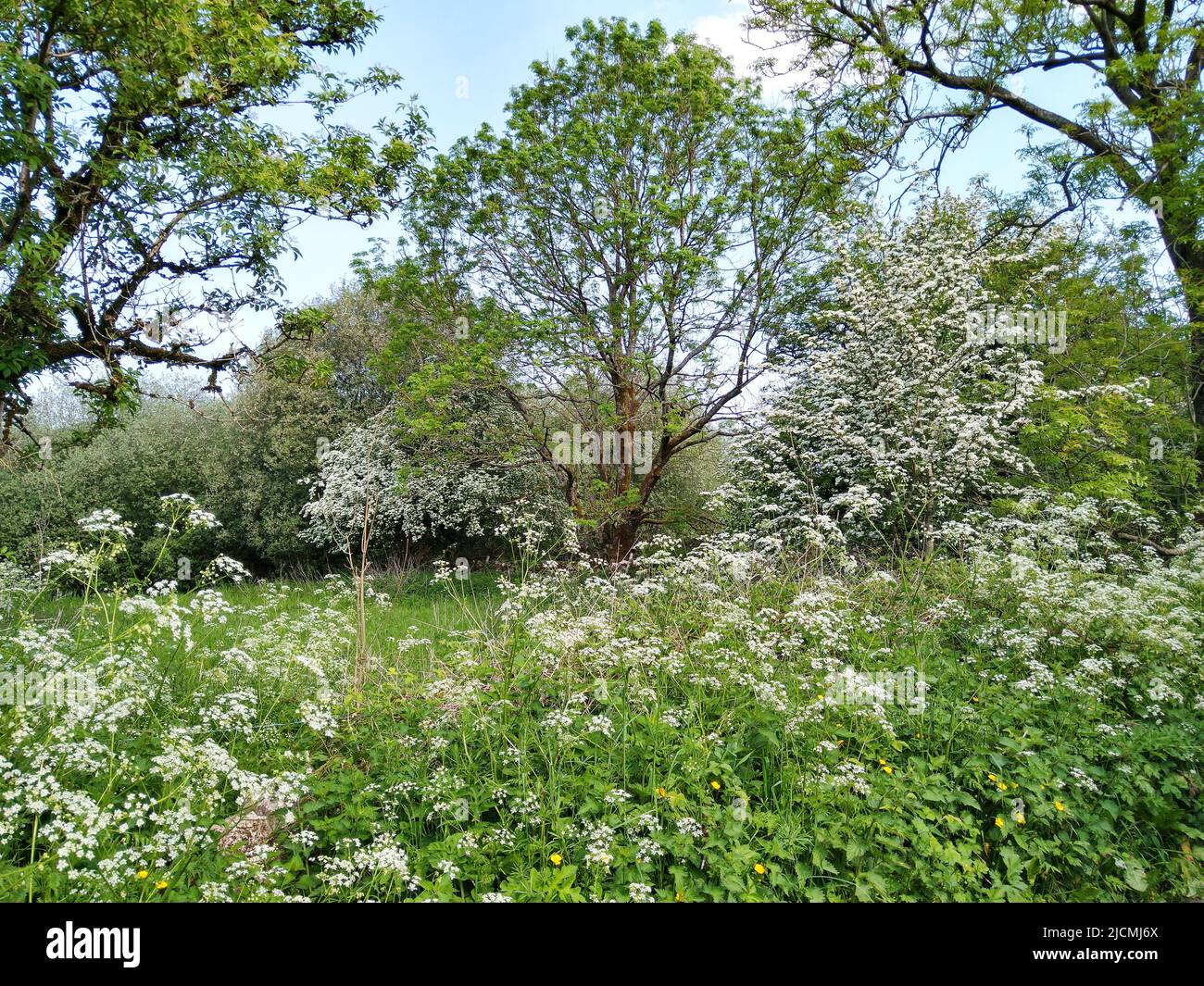 English Hedgerow in Early Summer Stock Photo
