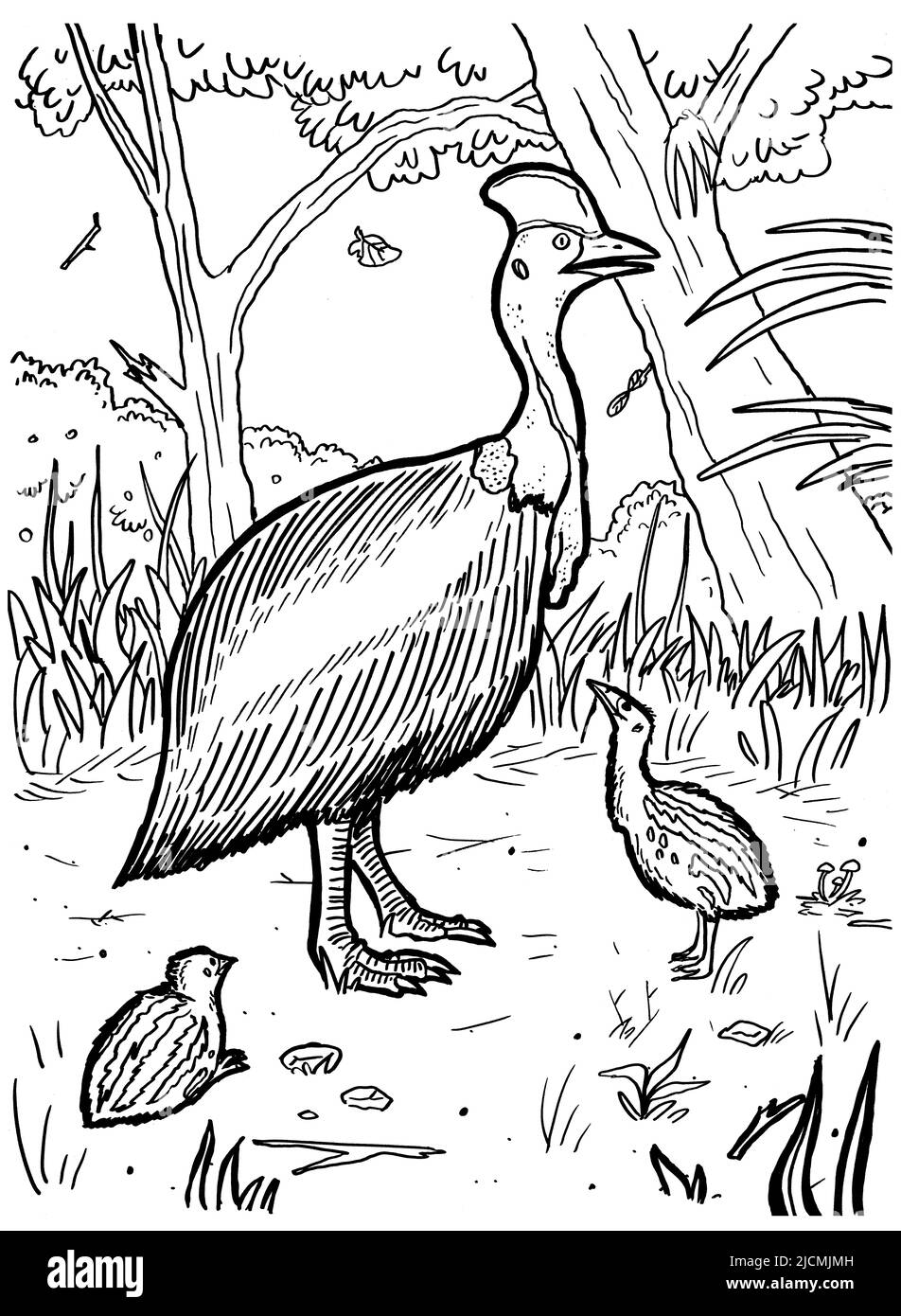 Black and white coloring page ink illustration of a cassowary. Stock Photo