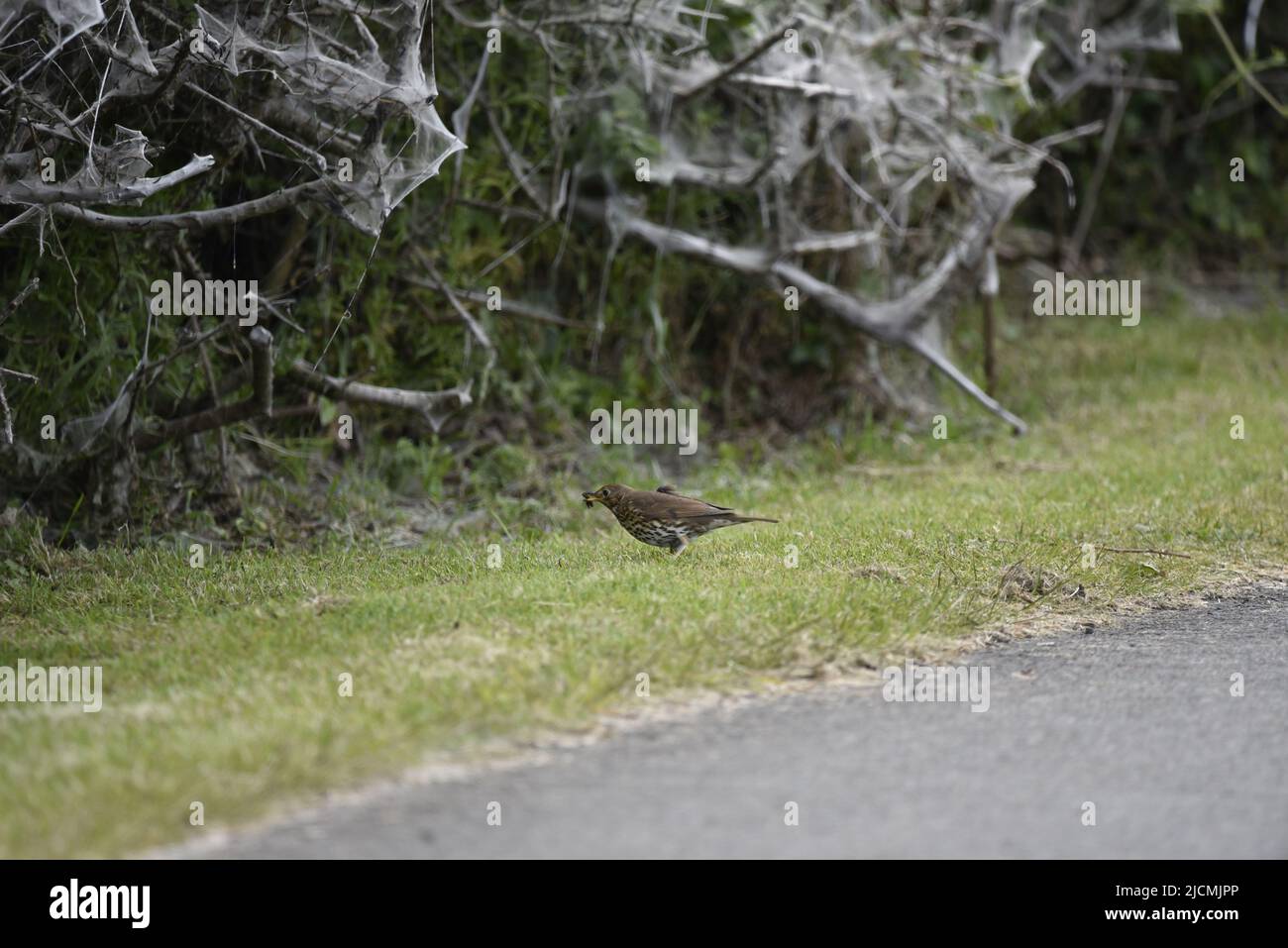 Left-Profile Image of a Song Thrush (Turdus philomelos) Standing on a Grass, Roadside Verge with a Worm in Its Beak, Against a Hedge Background, UK Stock Photo