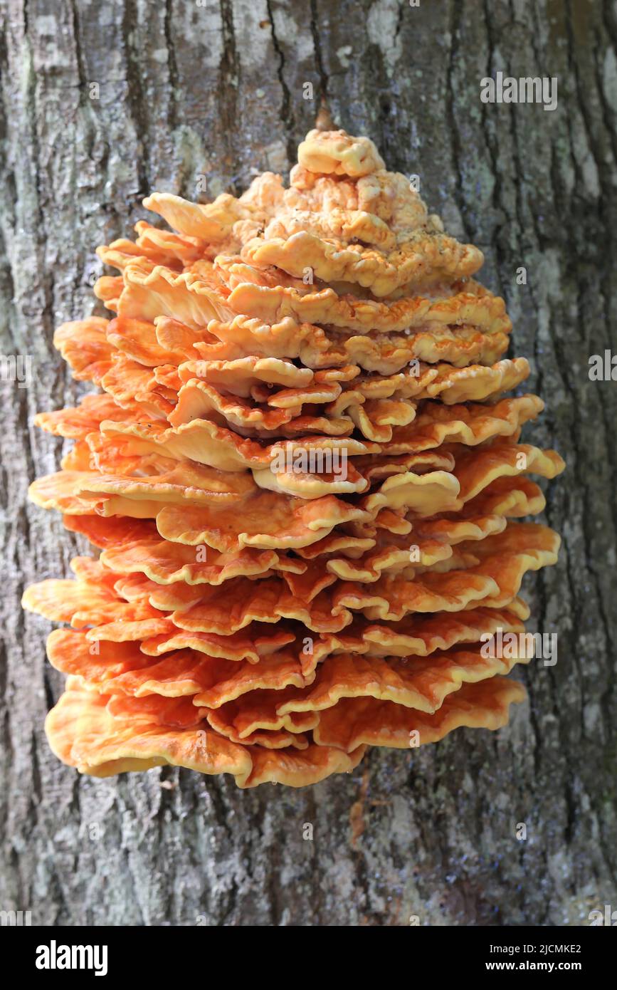 Chaga orange mushroom parasite on a decaying old  tree trunk close up Stock Photo
