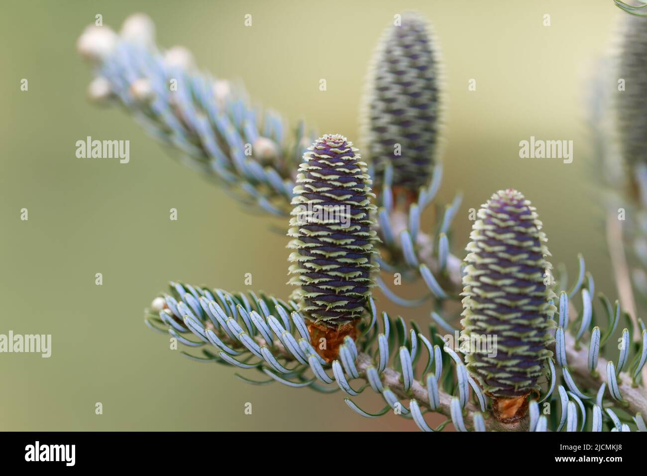A young female cone of ordinary koreana spruce,  its scales invitingly open in anticipation of pollen Stock Photo