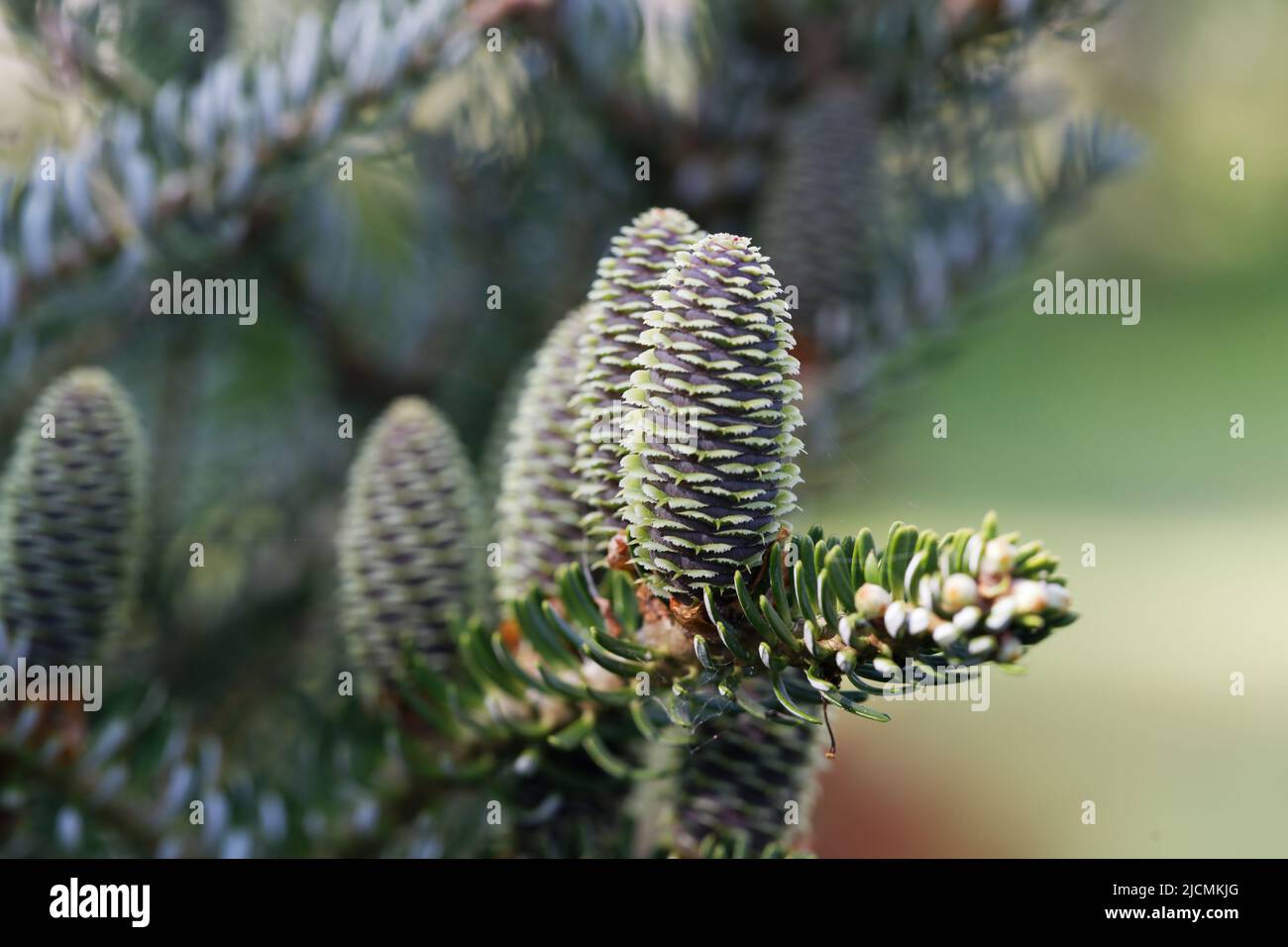 A young female cone of ordinary koreana spruce,  its scales invitingly open in anticipation of pollen Stock Photo