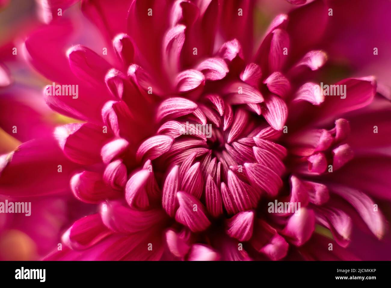 A macro photo of a beautiful Dahlia flower and the petals inside in a studio photo. Stock Photo