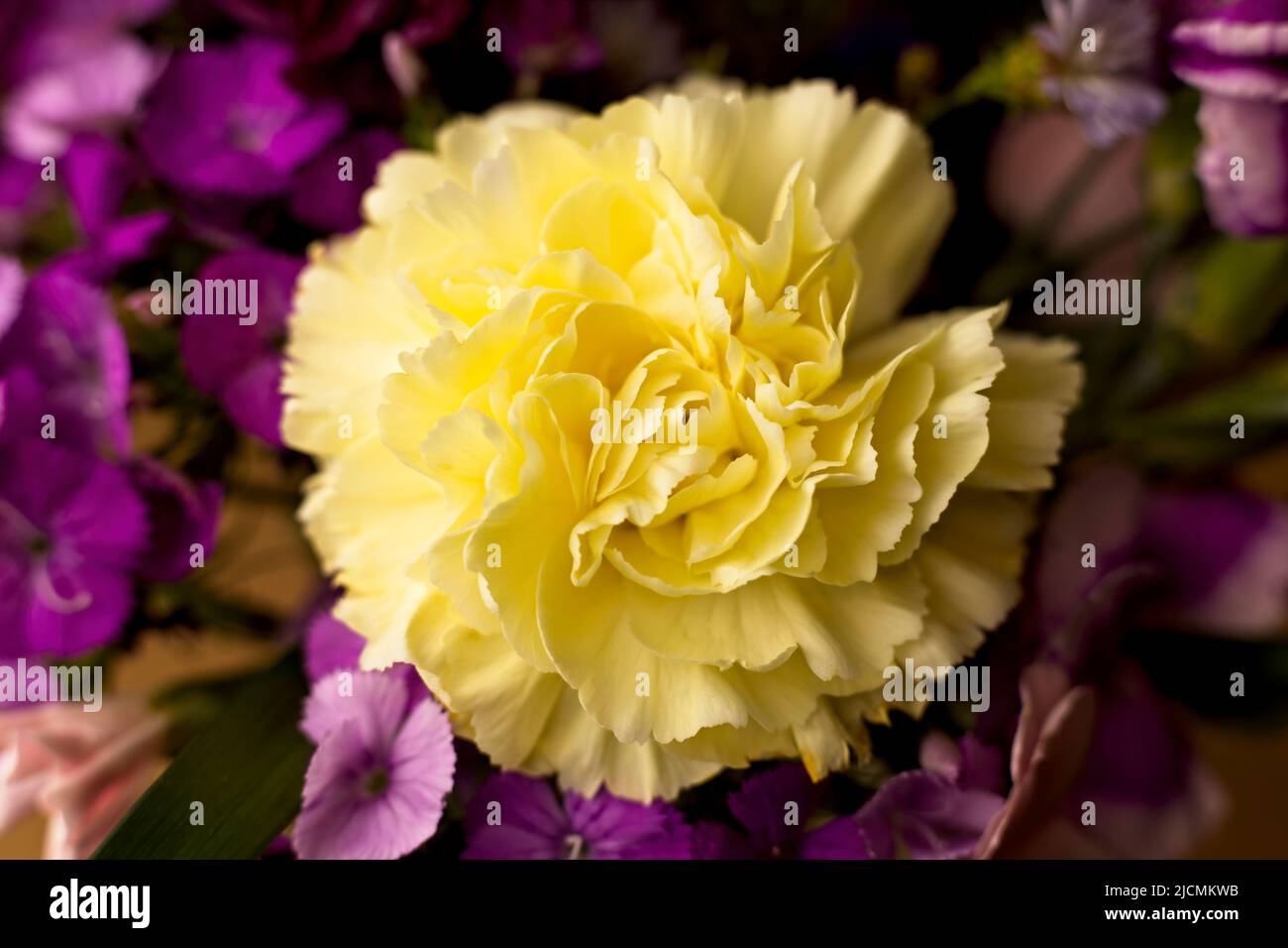 A close up photo of a bright yellow carnation standing out from purple a purple flower background. Stock Photo