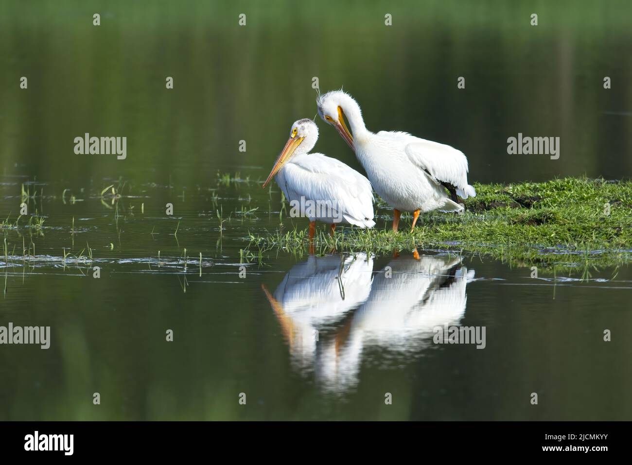 Two American white pelicans stand next to a calm pond in Hauser, Idaho. Stock Photo