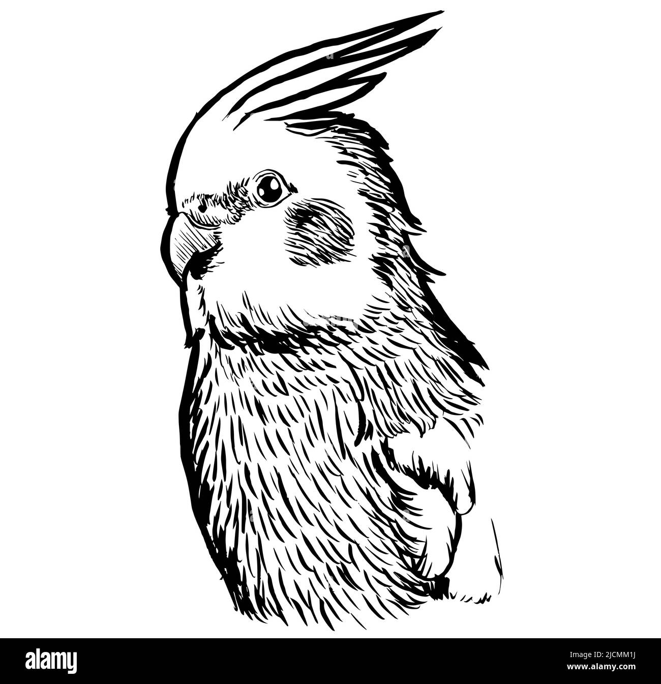 Cockatiel black cheap and white