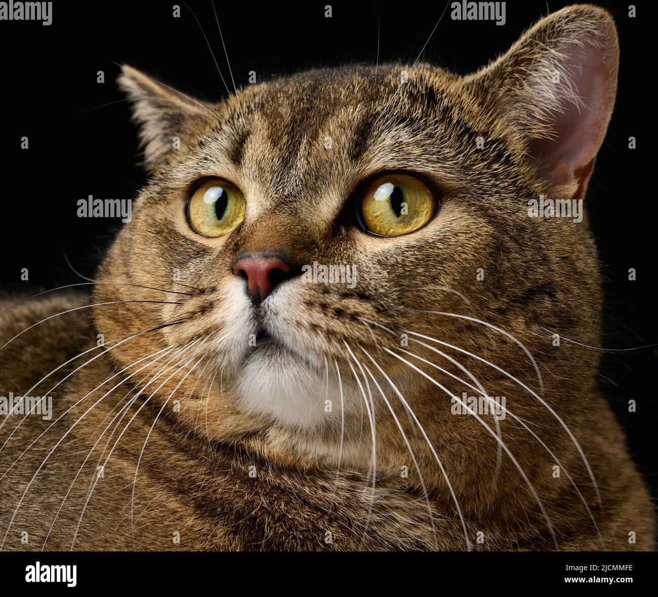 Portrait of an adult gray cat with yellow eyes on a black background ...
