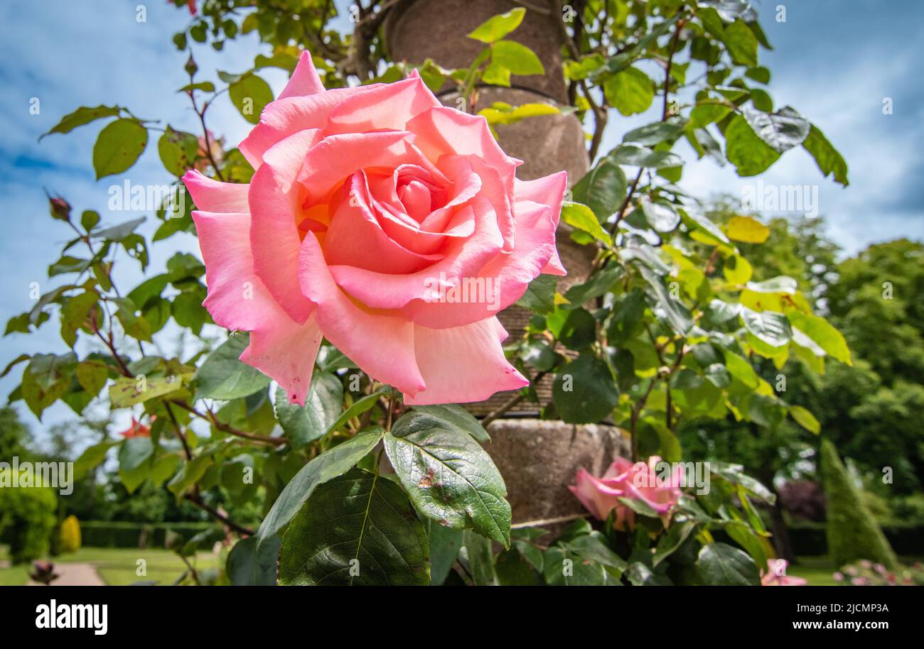 Beautiful romantic pink rose in the garden. Stock Photo