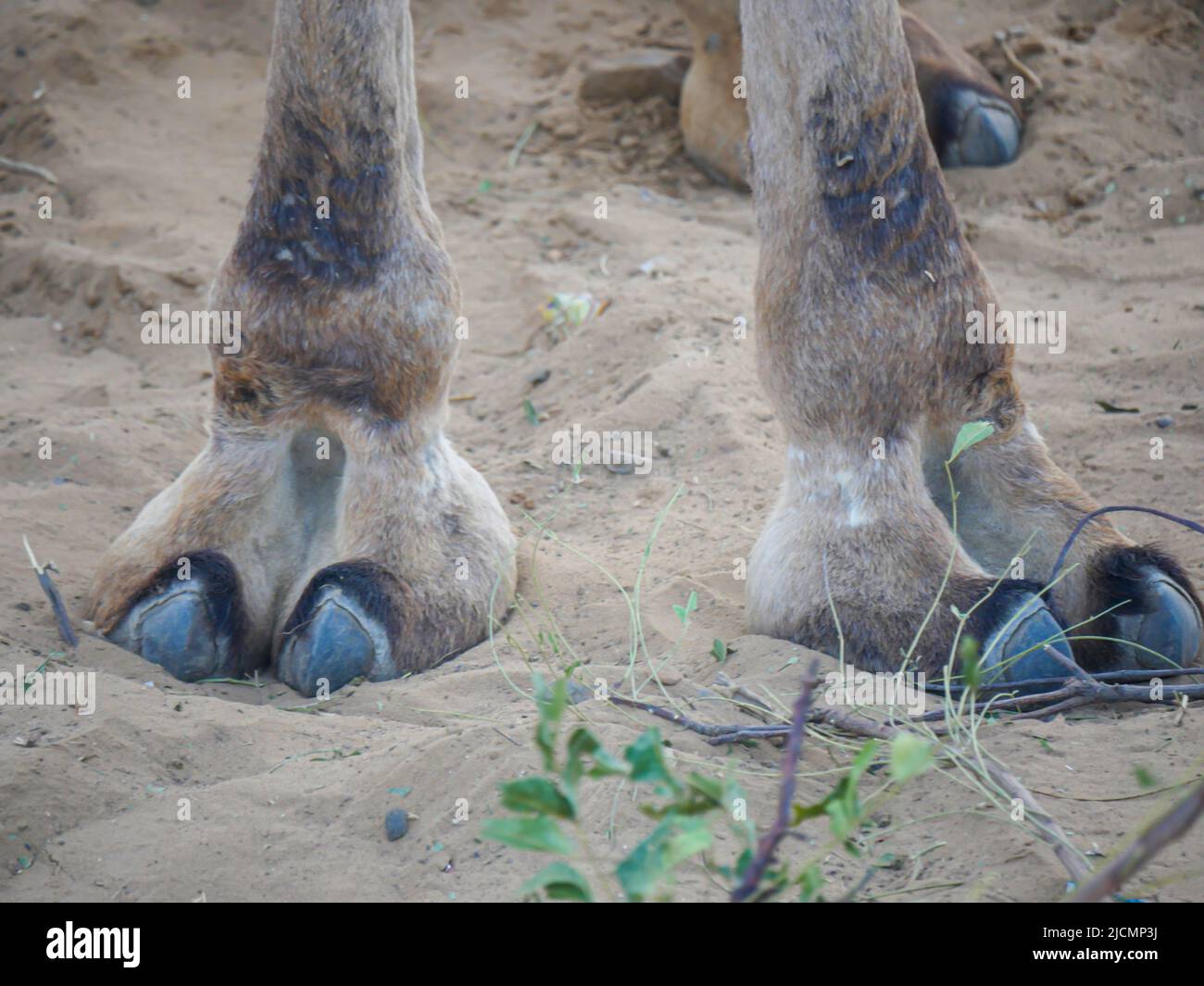 Camel toe hi-res stock photography and images - Page 2 - Alamy