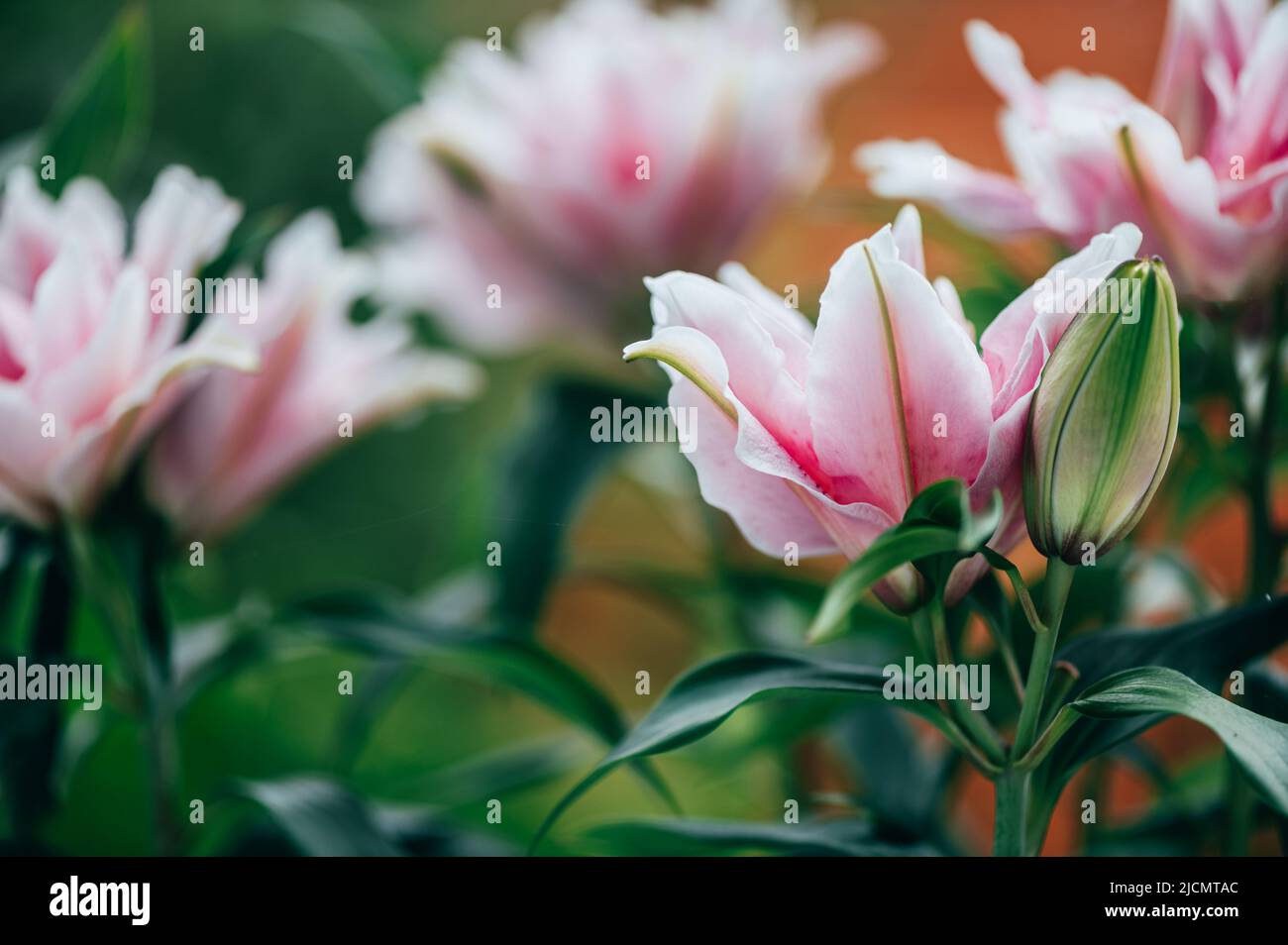 Scented pollenfree double lilies Stock Photo Alamy