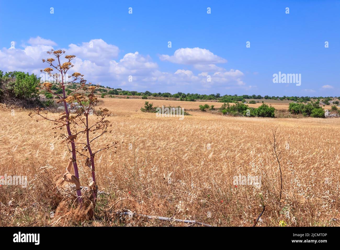 Wheat field with clouds sky. in Apulia, Italy. In the background farms and Murge's plateau. Stock Photo