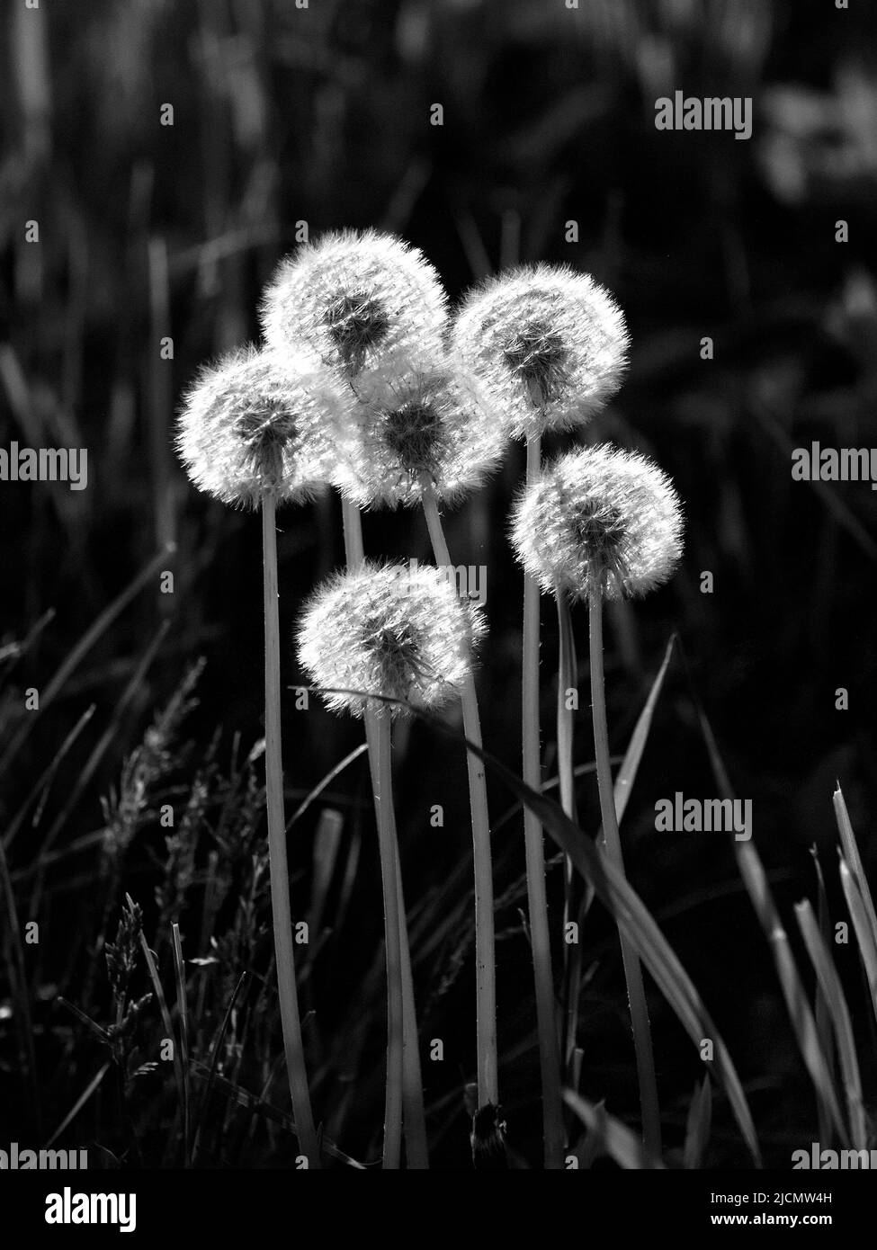Black and white image of dandelion seed heads in springtime sunlight. Stock Photo